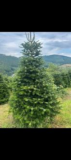 GROTE  KERSTBOMEN ‼️ in Ewijk  06 23623076, Diversen, Kerst, Ophalen of Verzenden