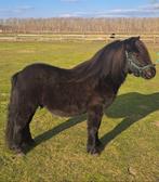 Lieve Shetlander Ruin van 3 Jaar, Dieren en Toebehoren, Pony's, Ruin, Recreatiepony, Gechipt, 3 tot 6 jaar