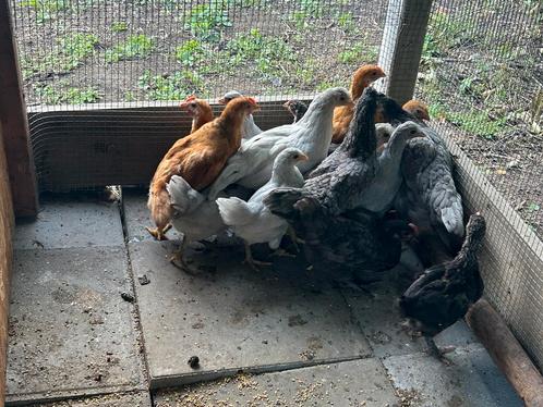 Hanen haan new hampshire marans araucana Australorp, Dieren en Toebehoren, Pluimvee, Kip, Mannelijk