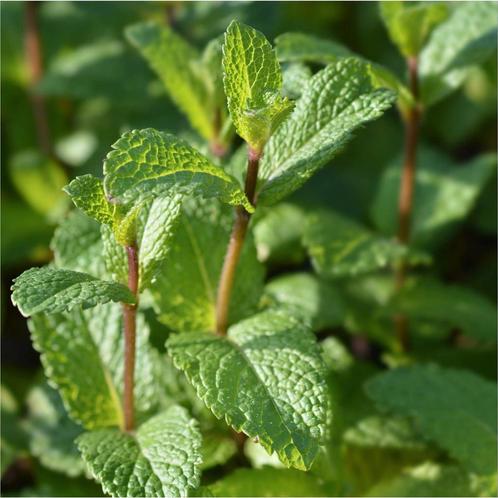 Heerlijke Marokkaanse munt, Tuin en Terras, Planten | Tuinplanten, Vaste plant, Kruiden, Volle zon, Zomer, Ophalen of Verzenden