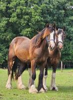 Prachtige tinkermerrie grote maat, Dieren en Toebehoren, Paarden, Merrie, Minder dan 160 cm, Niet van toepassing, 0 tot 2 jaar