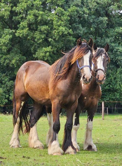 Prachtige tinkermerrie grote maat, Dieren en Toebehoren, Paarden, Merrie, Niet van toepassing, Minder dan 160 cm, 0 tot 2 jaar