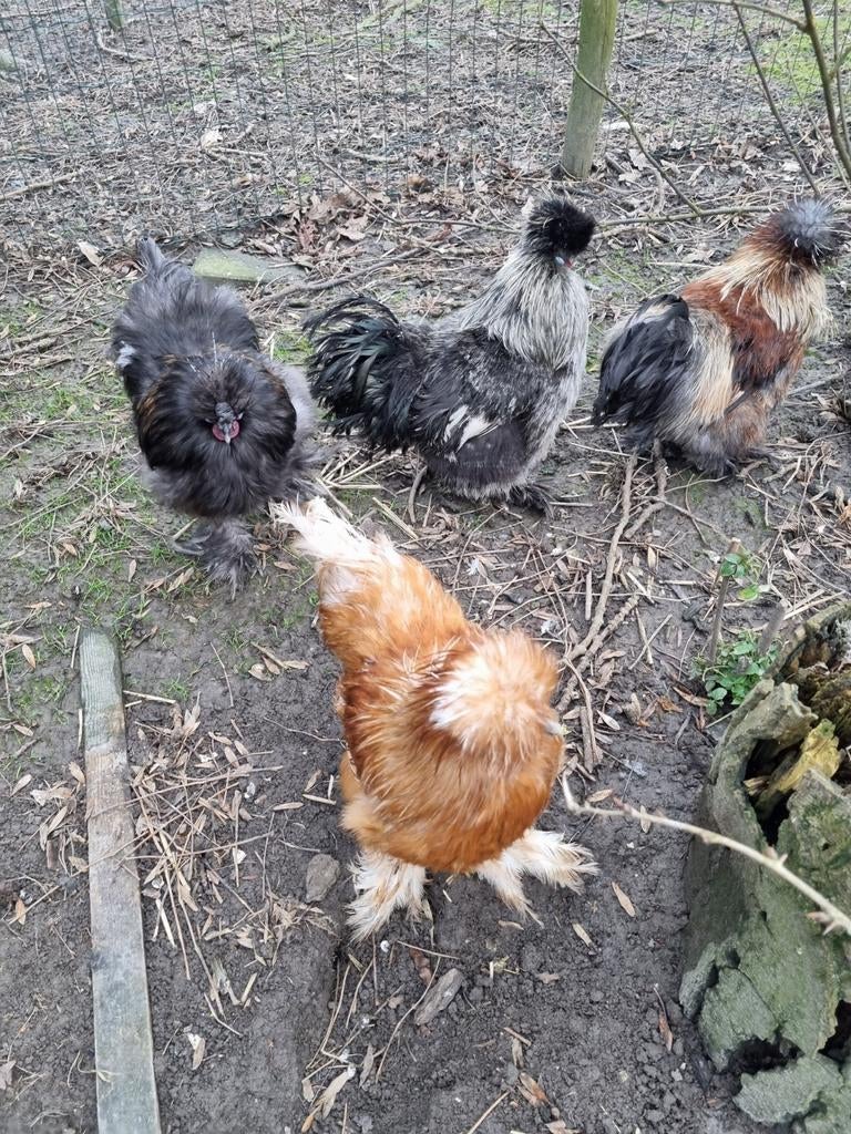 USA Zijdehoender haantjes, Dieren en Toebehoren, Pluimvee, Mannelijk, Kip