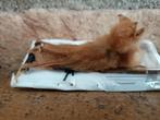 Opgezette vleerhond uit Indonesië, Verzenden, Zo goed als nieuw, Overige soorten, Opgezet dier
