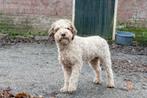 Lagotto Romagnolo teefje, gesteriliseerd, Overige rassen, 1 tot 2 jaar, Teef, Parvo