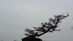 Bonsai Lariks kaempferi, Tuin en Terras, Planten | Bomen, Ophalen, Bloeit niet, Overige soorten, Minder dan 100 cm