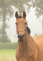 6 jarige springgefokte merrie - projectpaard, Dieren en Toebehoren, Paarden, Merrie, Springpaard, Zadelmak, 3 tot 6 jaar