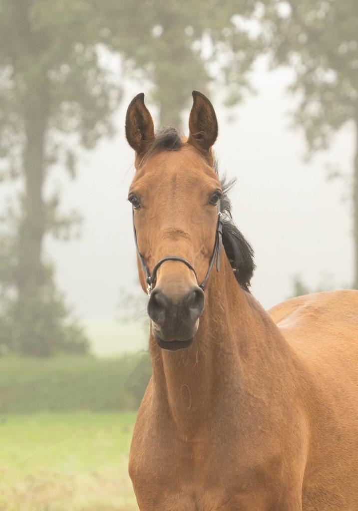 6 jarige springgefokte merrie - projectpaard, Dieren en Toebehoren, Paarden, Merrie, Zadelmak, 165 tot 170 cm, 3 tot 6 jaar, Springpaard