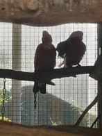 Koppel rose kaketoes, Dieren en Toebehoren, Meerdere dieren, Papegaai