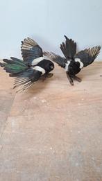 Koppel opgezette Ekster's, Verzamelen, Dierenverzamelingen, Ophalen of Verzenden, Zo goed als nieuw, Vogel, Opgezet dier