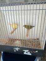 Koppel driekleur amedine, Meerdere dieren, Kleurkanarie