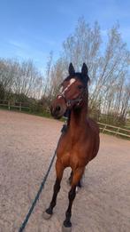 Paard ter lease met mogelijkheid tot overkoop/ paard te koop, Dieren en Toebehoren, Gechipt, Minder dan 160 cm, Ruin, L