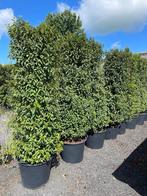 Prunus lusitanica, portugese laurier, Ophalen, Laurier, Haag, 100 tot 250 cm