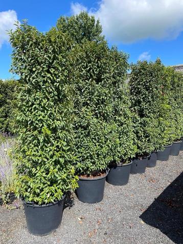 Prunus lusitanica, portugese laurier beschikbaar voor biedingen