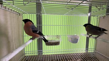 goudvink Pyrrhula Wildkleur Koppel 2025 beschikbaar voor biedingen