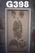 Antieke anatomie poster mond en spijsvertering, Deurposter of groter, Ophalen of Verzenden, Canvas of Doek, Dier of Natuur