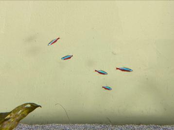 Kardinaal/neon tetra beschikbaar voor biedingen