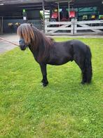 2 jarige shetland hengst, Hengst