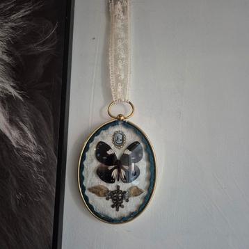 Vlinder, opgezette vlinder, taxidermie beschikbaar voor biedingen