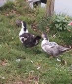 2 jonge muskuseenden te koop, Dieren en Toebehoren, Pluimvee, Geslacht onbekend, Eend