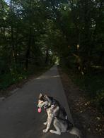Prachtige siberische Husky, Dieren en Toebehoren, Honden | Poolhonden, Keeshonden en Oertypen, 15 weken tot 1 jaar, Reu, Eén hond
