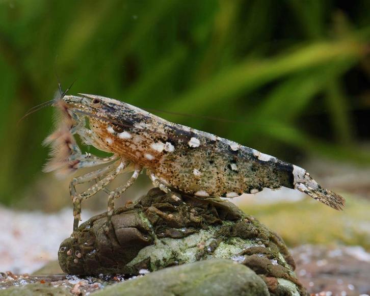 Atyopsis Mocculensis, Dieren en Toebehoren, Vissen | Aquariumvissen, Vis