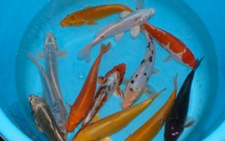 Mix Koi - Koi karper 30 / 40 cm bij Koidreams in Valburg, Dieren en Toebehoren, Vissen | Vijvervissen, Karper of Koi
