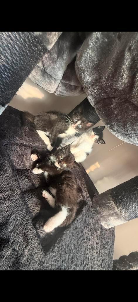 Ragdollx kittens, Dieren en Toebehoren, Katten en Kittens | Overige Katten, Meerdere dieren