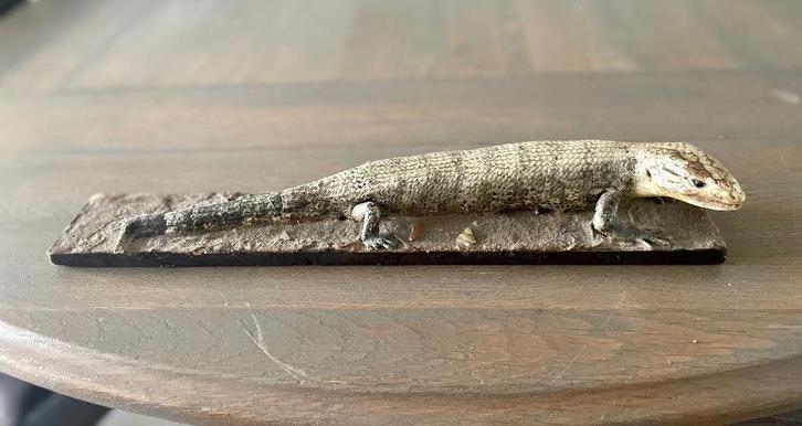 OPGEZETTE HAGEDIS - WD014, Verzamelen, Dierenverzamelingen, Zo goed als nieuw, Opgezet dier, Reptiel of Amfibie, Ophalen of Verzenden