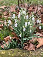 Sneeuwklokjes-Galanthus Nivalis- bolletjes in het groen, Tuin en Terras, Bloembollen en Zaden, Voorjaar, Ophalen