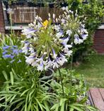Agapanthus zaden - Dubbel kleurig, Overige soorten, Volle zon, Vaste plant, Ophalen of Verzenden