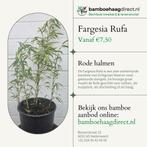 Fargesia Rufa Bamboe Planten | Niet Woekerend, Laagste Prijs, Overige soorten, Vaste plant, Ophalen of Verzenden, Bloeit niet