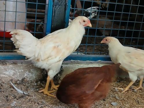 Twents hoen hanen en hennen, Dieren en Toebehoren, Pluimvee, Kip, Meerdere dieren