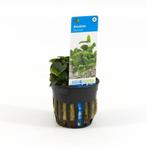 Anubias 'Bonsai' | Aquariumplanten | Aquarium Almelo, Dieren en Toebehoren, Vissen | Aquaria en Toebehoren, Nieuw, Plant(en), Steen of Hout