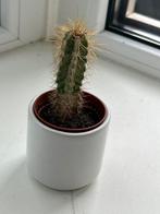 Mini Cactus in pot, gratis of ruilen, Huis en Inrichting, Kamerplanten, Ophalen, Minder dan 100 cm, In pot, Cactus