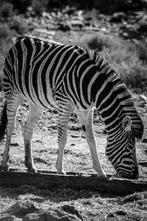 Plexiglas diverse dieren, Verzenden, Nieuw