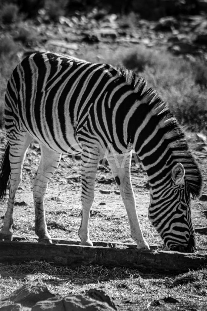 Plexiglas diverse dieren, Huis en Inrichting, Woonaccessoires | Wanddecoraties, Nieuw, Verzenden