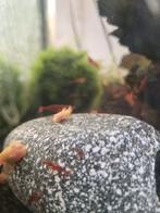 Cherryshrimp garnalen, Kreeft, Krab of Garnaal