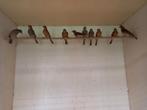 Roodmussen, Dieren en Toebehoren, Meerdere dieren, Geringd