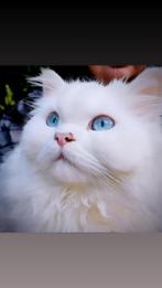 Katten betaalde adoptie, Dieren en Toebehoren, Poes