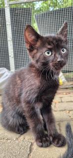 2 zwarte parels zijn opzoek naar personeel, Dieren en Toebehoren, Katten en Kittens | Overige Katten, Meerdere dieren