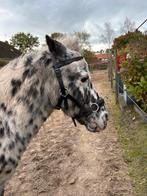 Kaptoom voor mini shetlander, Dieren en Toebehoren, Ophalen, Gebruikt, Overige soorten