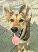 MILA 2jr. Bulgarije vriendelijk/speels/dogs/kids, Dieren en Toebehoren, Rabiës (hondsdolheid), Handelaar, 1 tot 2 jaar, Buitenland