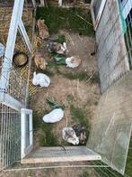 Nhd dwerg hangoor konijntjes, Dieren en Toebehoren, Konijnen, Meerdere dieren, Dwerg, Hangoor