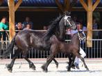 Friese Merrie 7 jaar oud Volledig beleerd Doutzen vd B, Merrie, Met stamboom, B, 7 tot 10 jaar