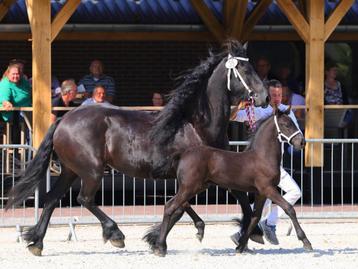 Friese Merrie 7 jaar oud Volledig beleerd Doutzen vd B beschikbaar voor biedingen
