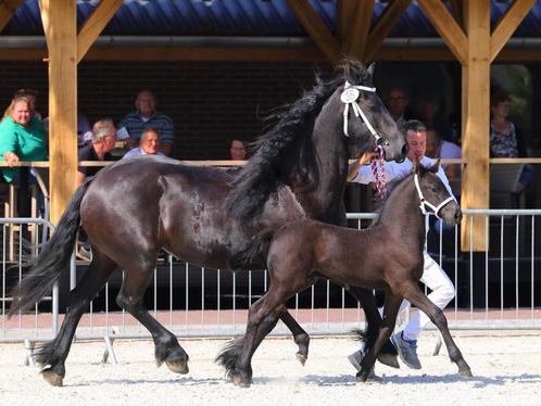 Friese Merrie 7 jaar oud Volledig beleerd Doutzen vd B, Dieren en Toebehoren, Paarden, Merrie, B, 160 tot 165 cm, 7 tot 10 jaar