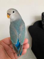 Prachtige Lieve Jonge en Hand Tamme Agapornis Dwergpapegaai, Meerdere dieren, Dwergpapegaai of Agapornis, Geringd