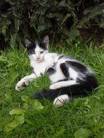 Hand tamme Boerderij katten, Dieren en Toebehoren, Katten en Kittens | Overige Katten, Meerdere dieren