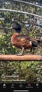 Kastanje   Eenden, Dieren en Toebehoren, Meerdere dieren, Eend